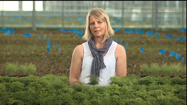 Råd om planter: Asparagus смотреть онлайн