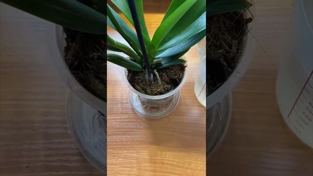 Полив орхидей способ первый