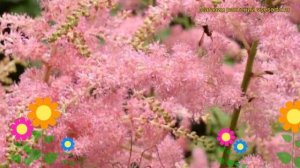 Астильба арендса Брессингэм Бьюти. Краткий обзор, описание характеристик, где купить рассада