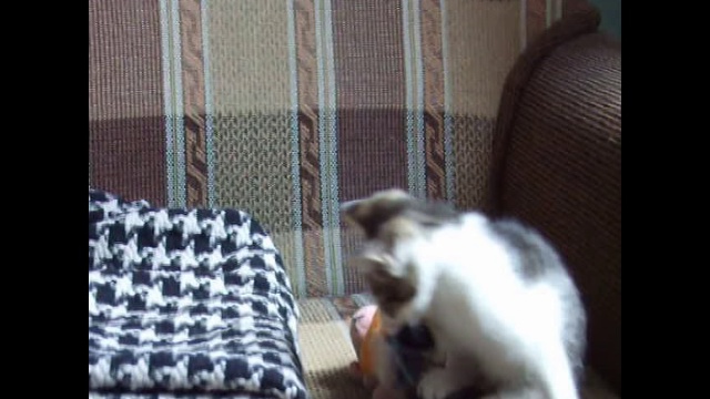 Котёнок