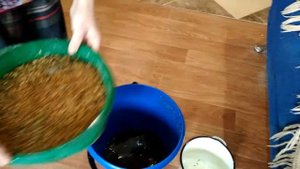 Проращивание зерна для кур