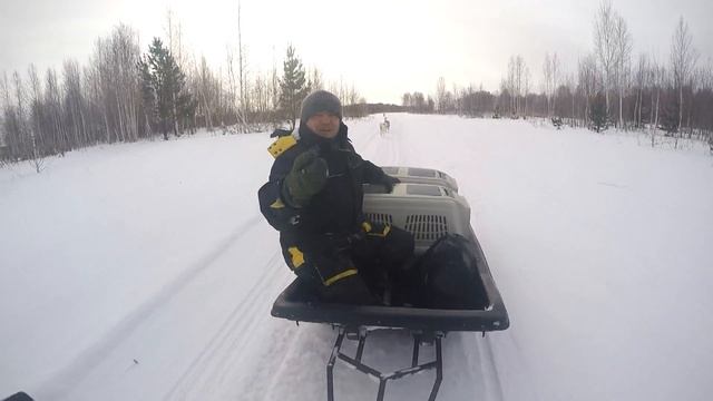 лайка frosty morning. Travel on snowmobiles HD прогон собак. физкультура