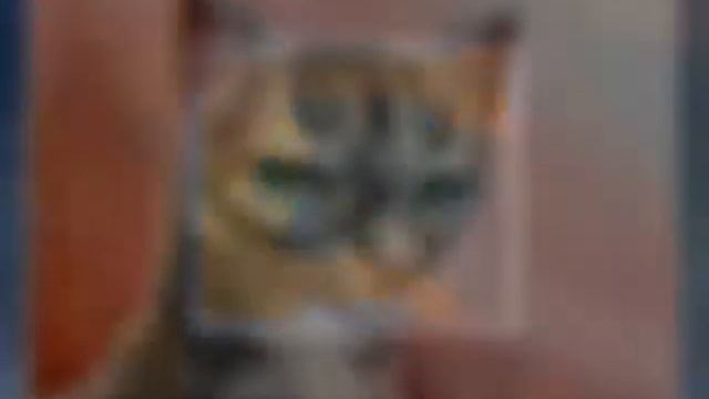 Коты-Воители. Племена;) смотреть онлайн