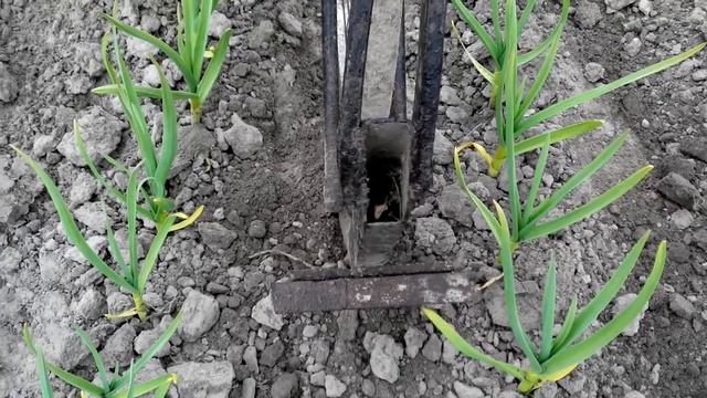 Прополка чеснока быстро и эффективно.. Приспособление для облегчения ручного труда. смотреть онлайн