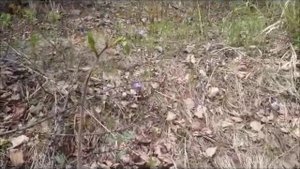 Прогулка у морю   Советская гавань бухта западная