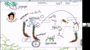 Споровые растения мхи, плауны, хвощи и папоротники