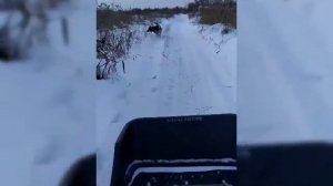 тофалар 500 толкач, покатушки