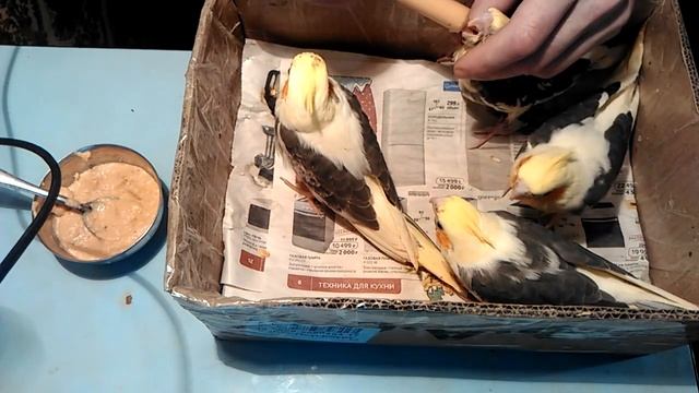 Выкормыши попугая. Как покормить птенца. Как помыть птенца. смотреть онлайн