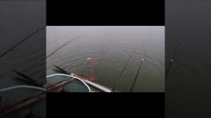 Ловля сома и сазана на Дону, поймали непонятной породы сом.