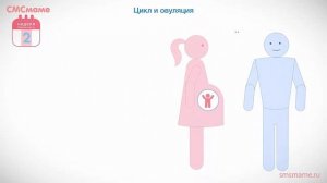 2 Неделя - Как быстро наступает беременность?