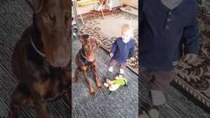 доберман и ребёнок