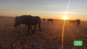 Колики у лошади. Исход благополучный.