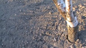 Прививочный секатор в работе