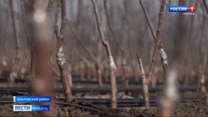 На Кубани в этом году планируют собрать минимум 430 тысяч тонн яблок.