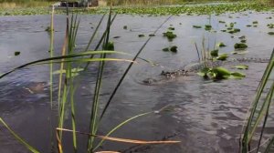 How Fast Can A Crocodile Run?