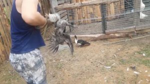 Индюки летают. Подрезаем крылья.