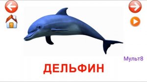 Учебные Карточки для детей #Домана Морские животные на канале #Мульт8