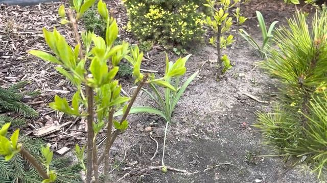 РЕГУЛЯРНАЯ ЧИСТКА САДА!?ЧТО ДЕЛАЕМ, ЧТОБЫ ОН БЫЛ ОПРЯТНЫМ?✅ смотреть онлайн