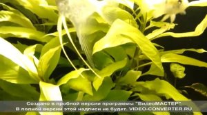 Аквариум - лимонник