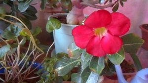 Цветет вариегатный адениум Superba