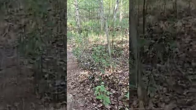 можно ли сажать хвойные на своем участке.