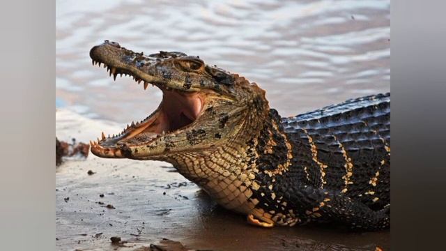 Окружающий мир, 3 класс. Развитие и размножение животных. смотреть онлайн