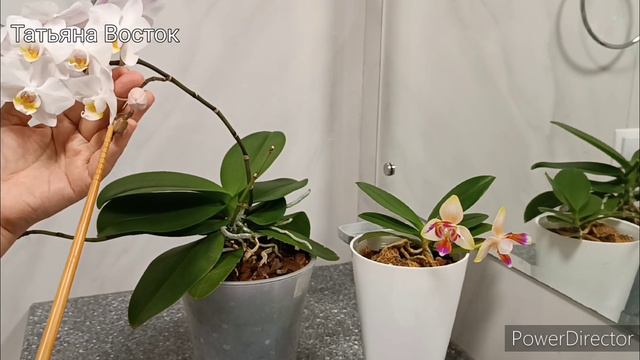 Новая зацветашка😍 Результат пересадки мини орхидеи! 🌿