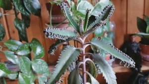 Каланхоэ Дегремона. Видеопортрет растения. Апрель 2022.