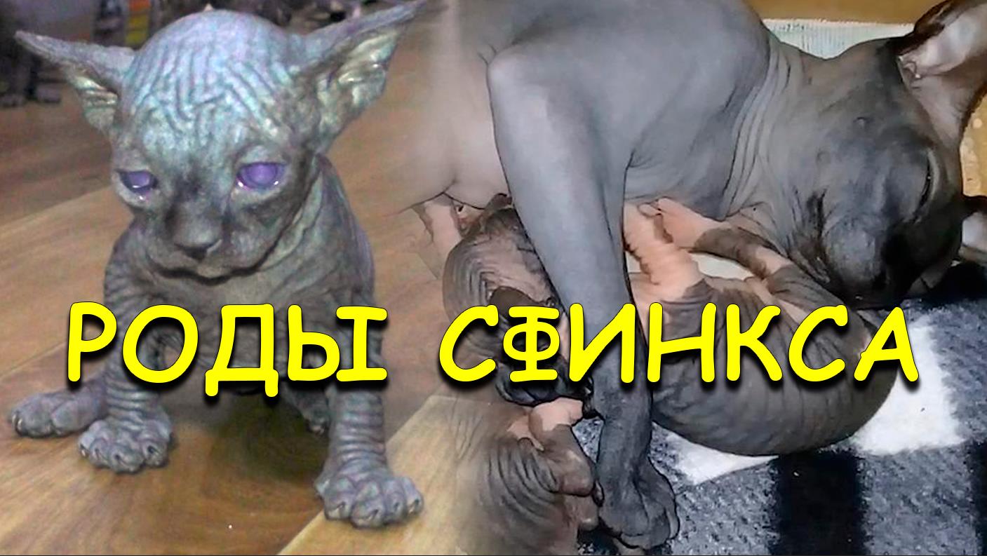 ✅ Роды молодой кошки Канадского Сфинкса - первый окот, рост котят / Birth of the canadian sphinx cat