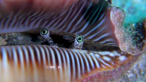 Aquarium 4K Video UHD(60fps) 🐠 Sea Animals With Relaxing Music - Rare & Colorful Sea Life Video