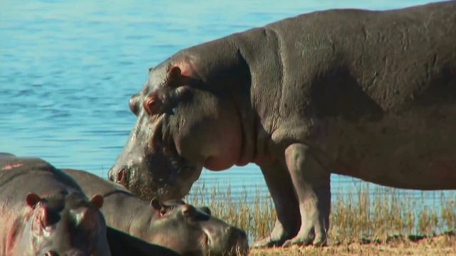 Домашние животные, которые съели своих хозяев смотреть онлайн