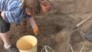 КОПАЕМ КАРТОШКУ 2020