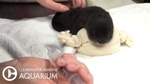 Petunia the Rescued Baby Otter Kit