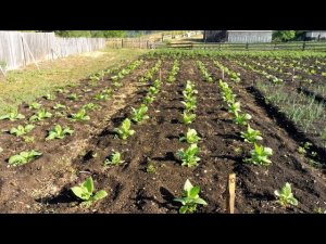 Курительный табак - борьба за выживание  - Ура дожди.