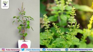 100% Oxygen Providing Indoor and Outdoor Plants | Air purifying plants | Dr.L.Umaa Venkatesh