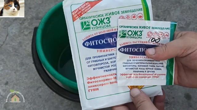 Мучнистая роса на многолетних астрах. Белый налет на Сентябринках