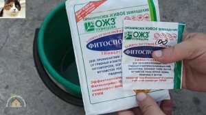 Мучнистая роса на многолетних астрах. Белый налет на Сентябринках