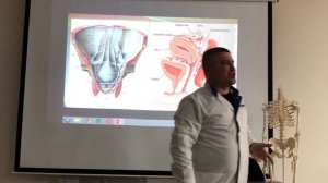 Брюшина / Peritoneum. Серозные оболочки