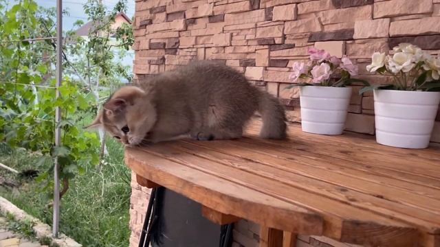 Золотистая шиншилла