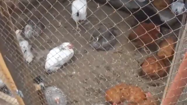 такое в Сибири лето, поросятам месяц, взяли новую породу кур смотреть онлайн