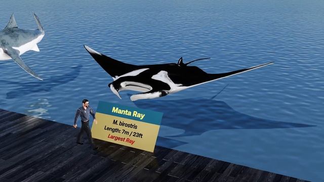 Sea Monsters Size Comparison 2023: Largest Sea Animals 3d