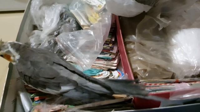 Этим семенам 19 лет!?Делаю ревизию семян.?Подделка от фирмы ,,Поиск,,!? смотреть онлайн