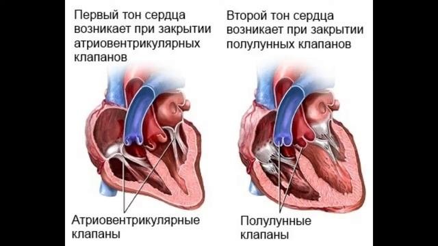 Анатомия и физиология - Лекция 37 - Венозный насос, волна деполяризации сердца