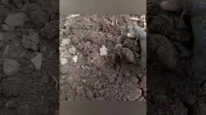 22.03.23г. Дискуем под посев ячменя