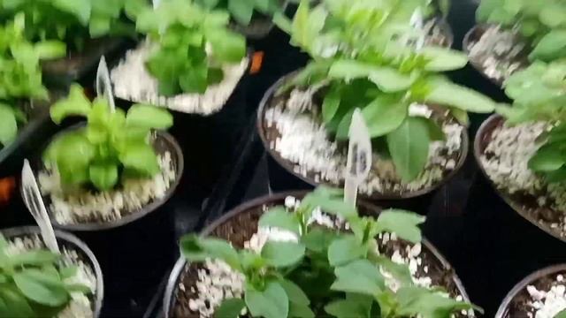 ?Последний обзор стеллажей с рассадой.11,04,2022г. смотреть онлайн