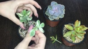 Седум Нуссбаумера, котиледон Томентоза вариегатный, эчеверия Перл Фон Нюрнберг. Размножение.