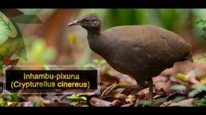 Inhambu-pixuna (Crypturellus cinereus)