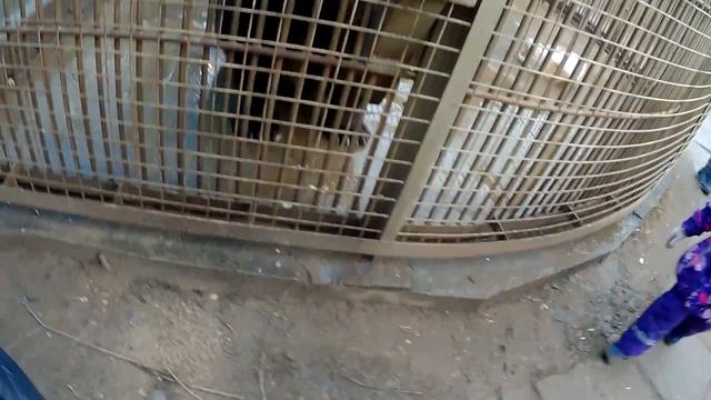 База отдыха ТРОИЦКОЕ. Частный ЗООПАРК смотреть онлайн