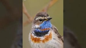 Варакушка. Читать описание.