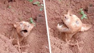 Собаку Закопали Заживо! Душераздирающие Спасения Животных Снятые на Камеру
